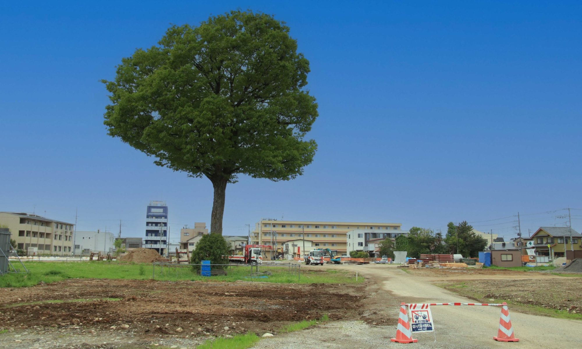 青空の下、入間小跡地に立つケヤキ