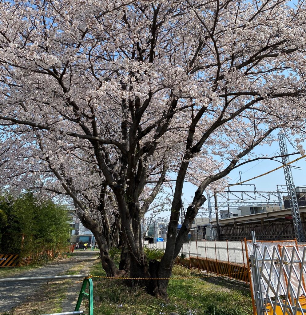 満開の桜（写真提供：七里の桜を守る会）