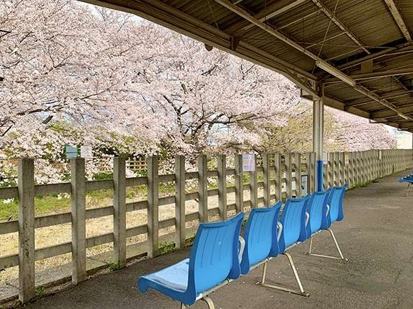 桜の向きに配置された七里駅ホームのベンチ（写真提供：七里の桜を守る会）